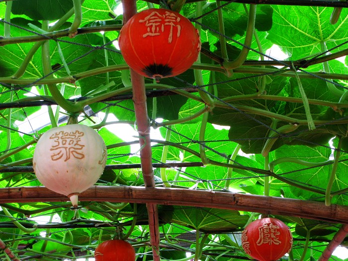 2008第九届寿光菜博会拾零