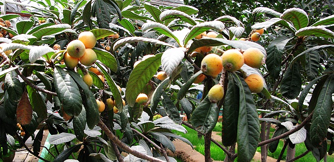 2008第九届寿光菜博会拾零