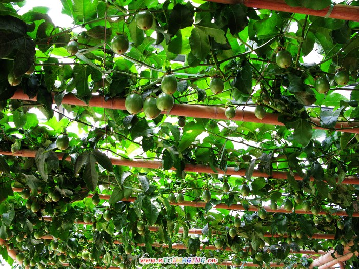 2008第九届寿光菜博会拾零