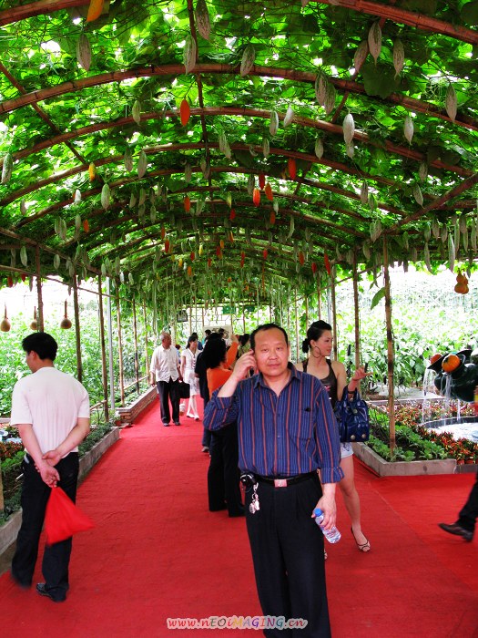 2008第九届寿光菜博会拾零