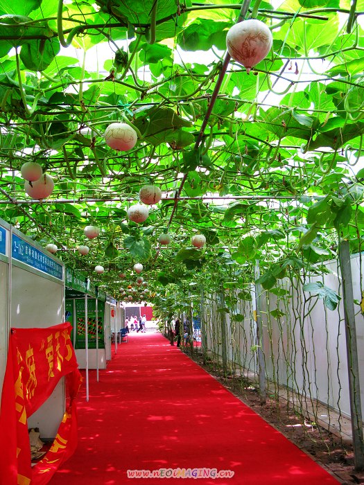 2008第九届寿光菜博会拾零