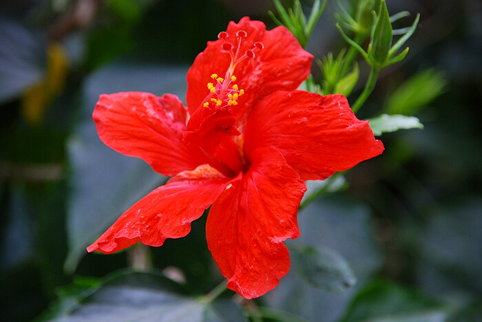 花卉一组