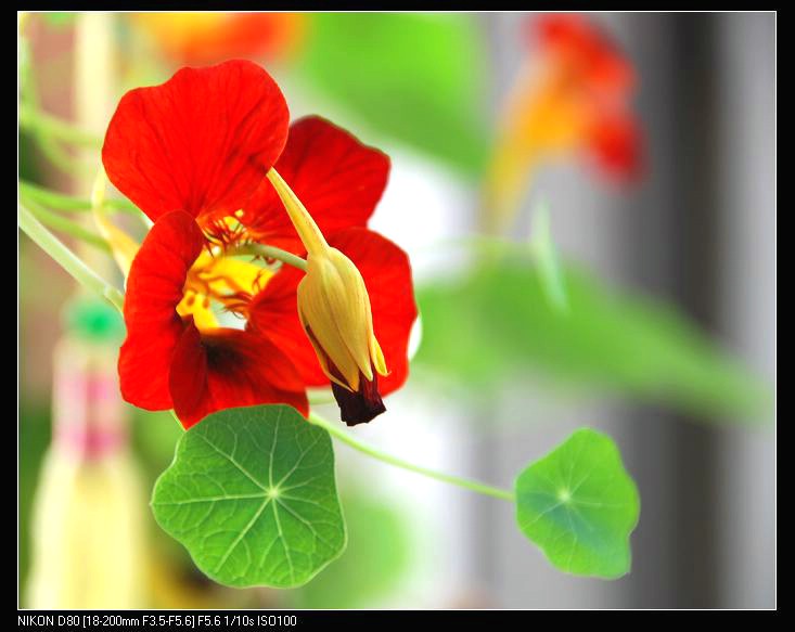 花的季节