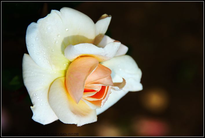 花的季节