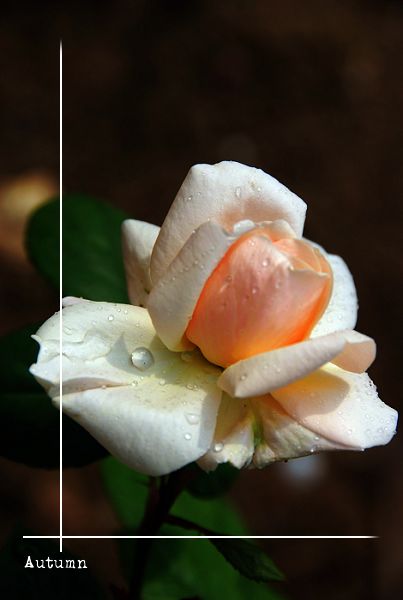 花的季节
