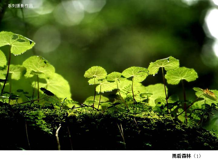 [转帖]雨後森林