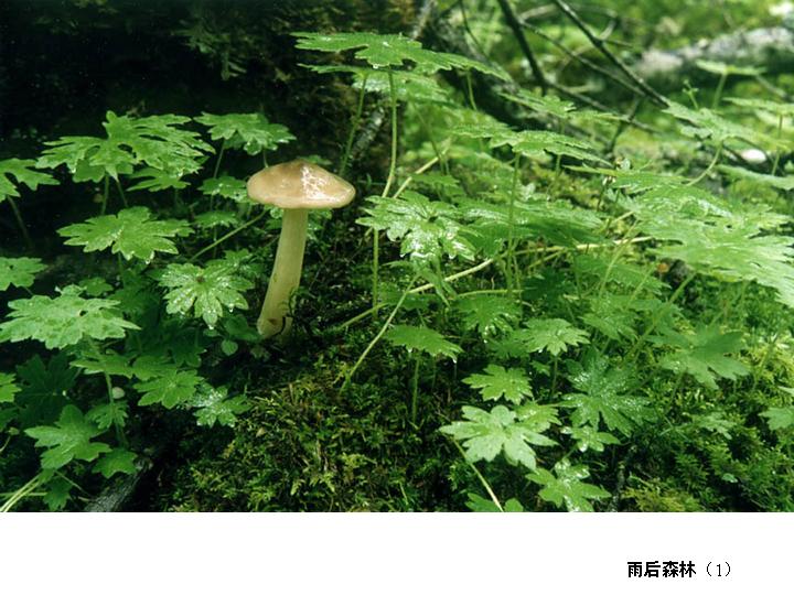 [转帖]雨後森林