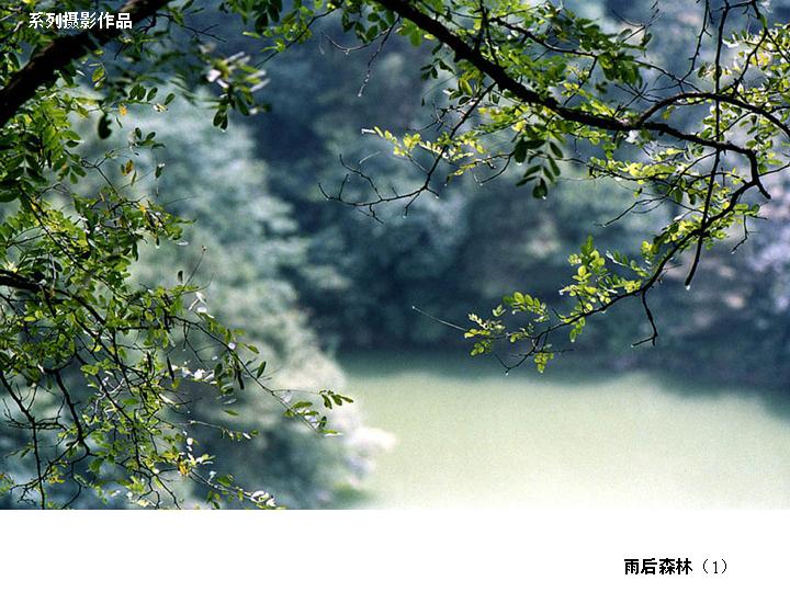 [转帖]雨後森林