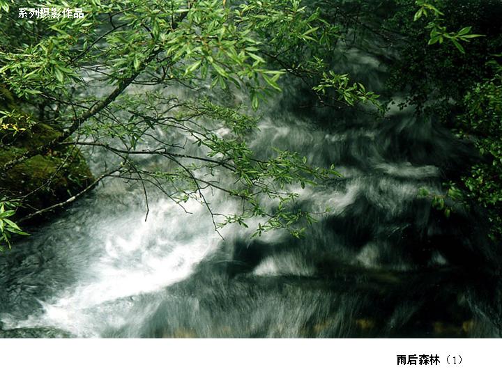 [转帖]雨後森林