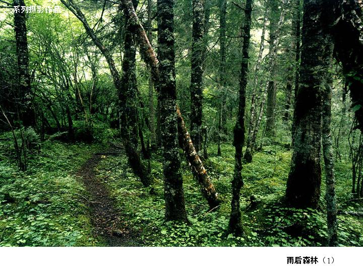 [转帖]雨後森林