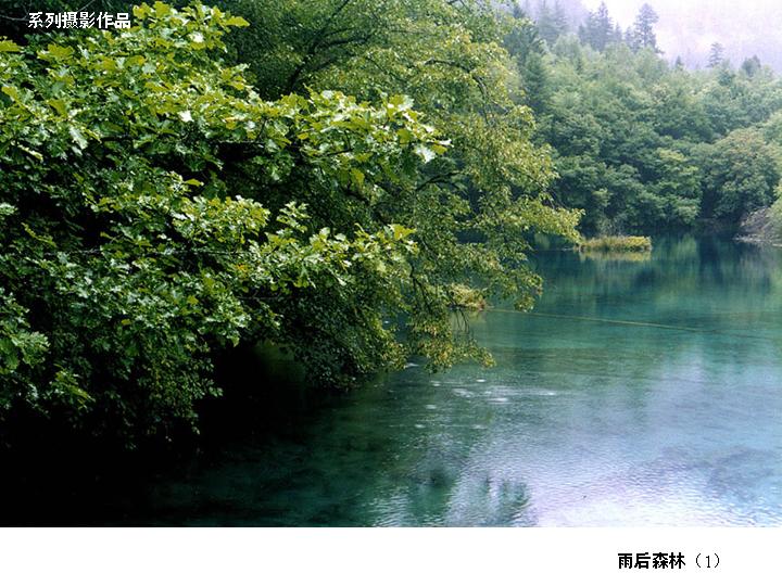 [转帖]雨後森林