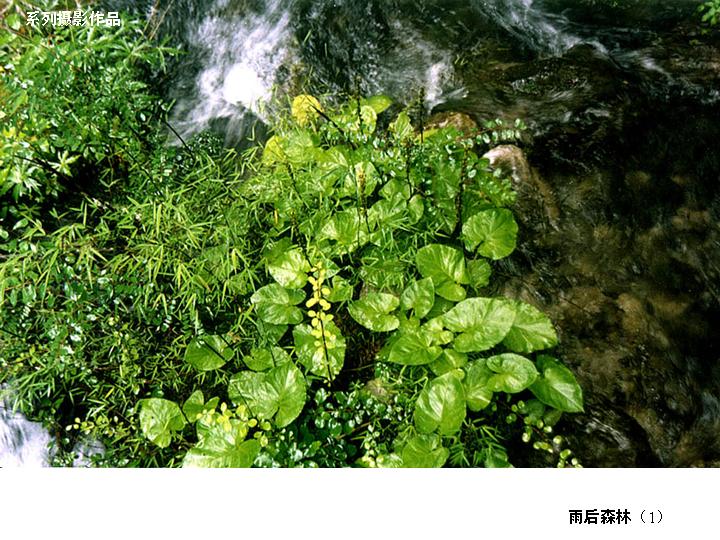 [转帖]雨後森林