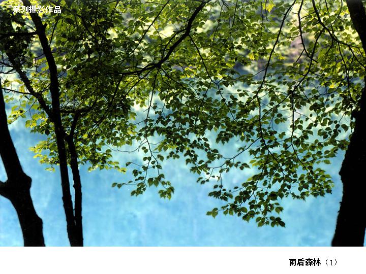 [转帖]雨後森林