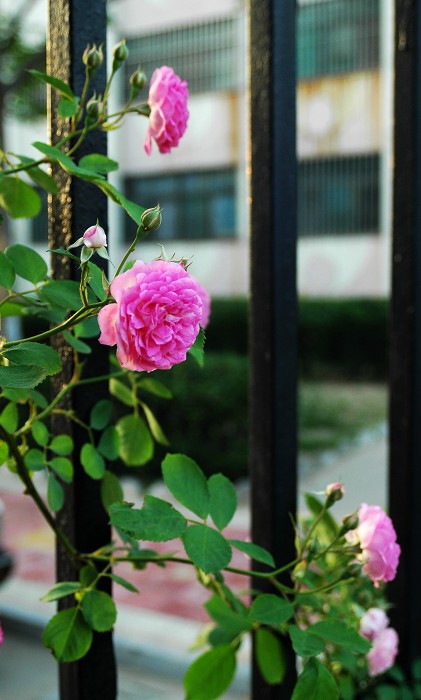 学习采花