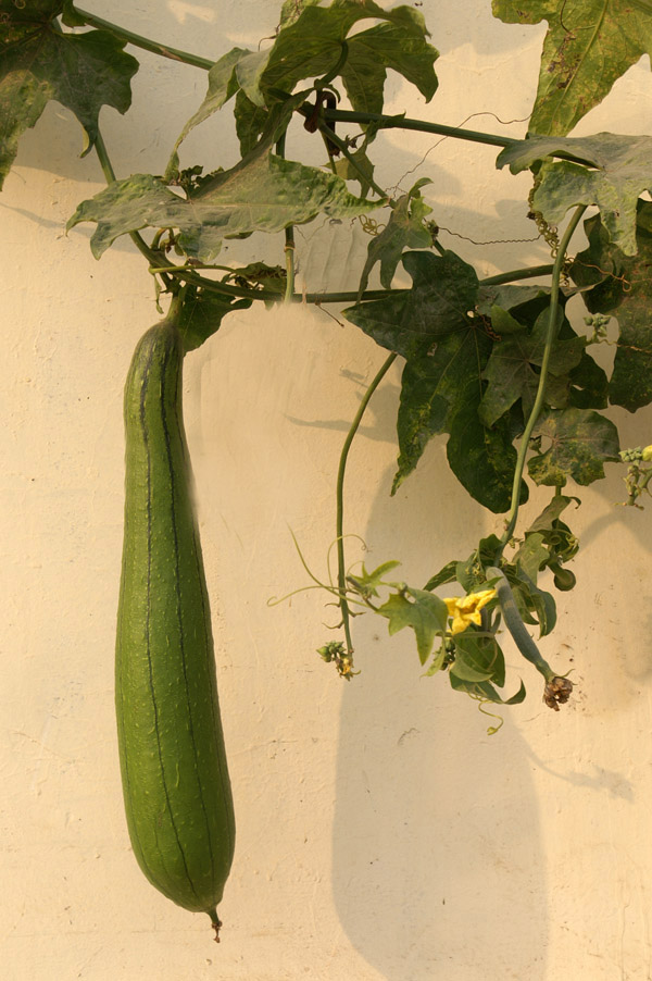 悬挂