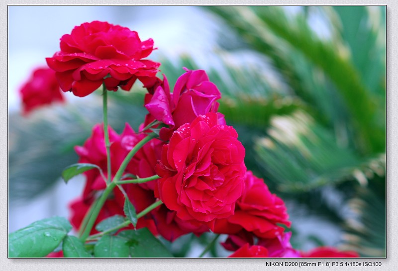 月季花