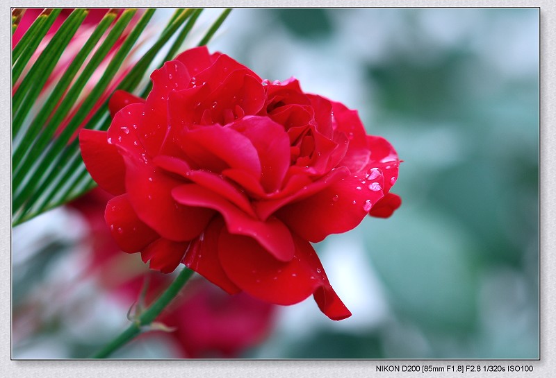 月季花