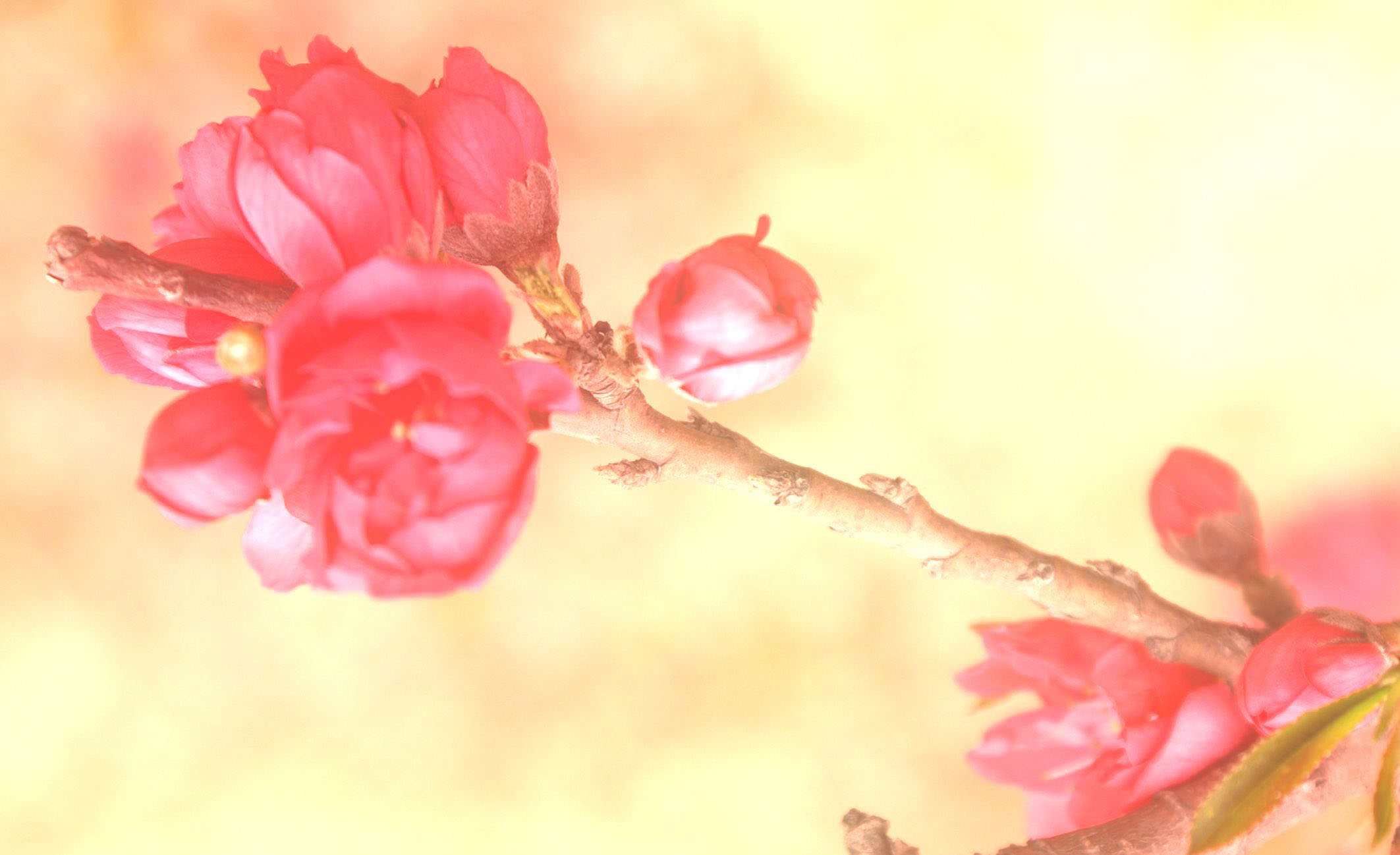 【原创】海棠花一组