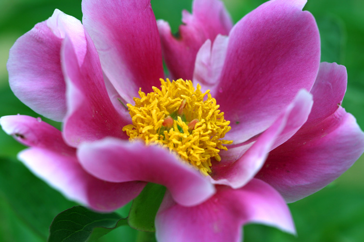 三月花开