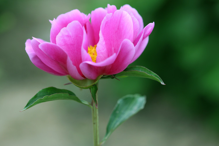 三月花开