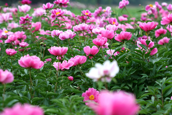 三月花开