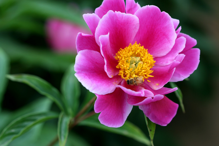 三月花开