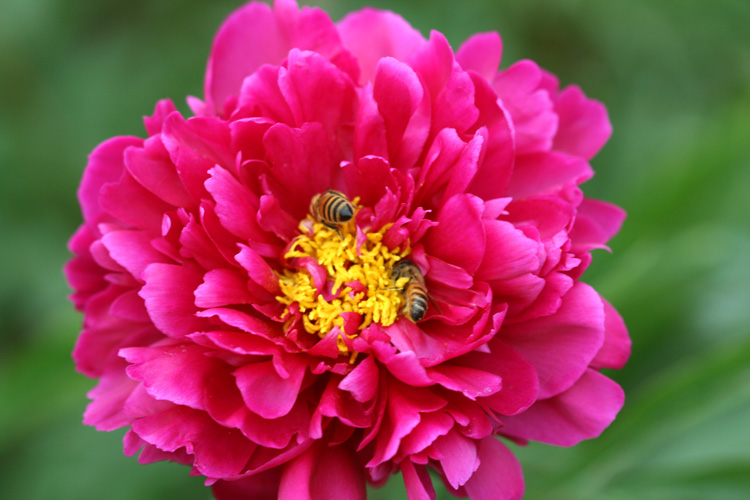三月花开
