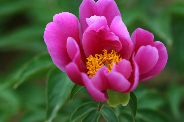 三月花开