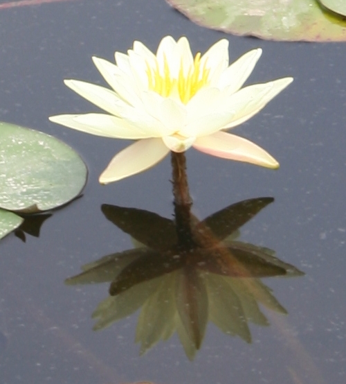 见过这种花没？