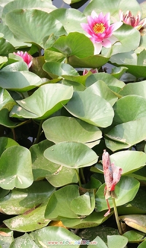 见过这种花没？