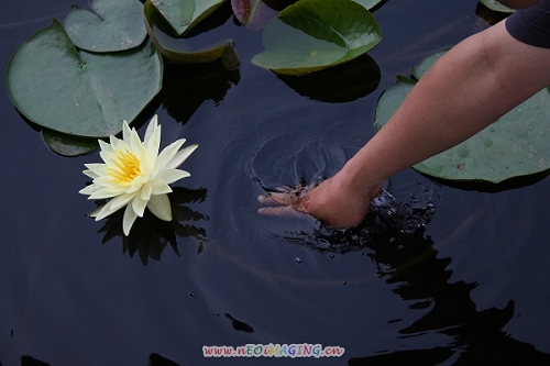 见过这种花没？