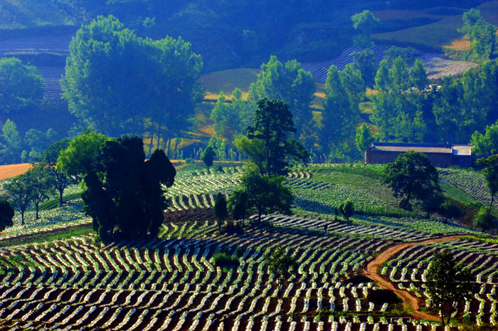 [原创]晨读山民诗篇