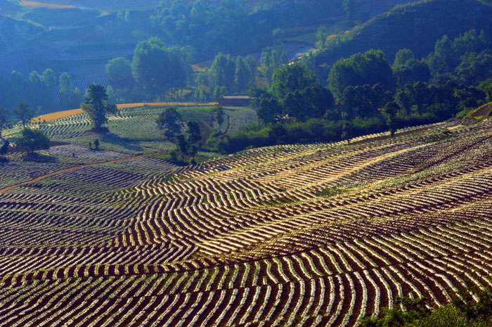 [原创]晨读山民诗篇
