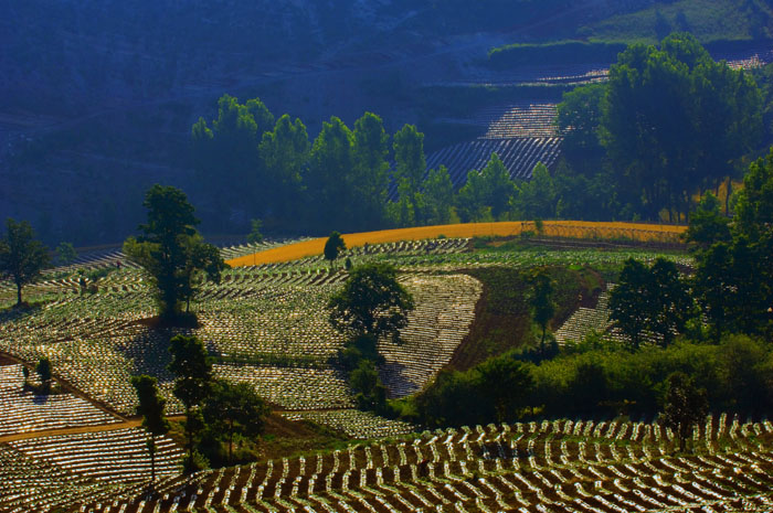 [原创]晨读山民诗篇