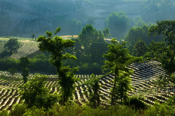[原创]晨读山民诗篇