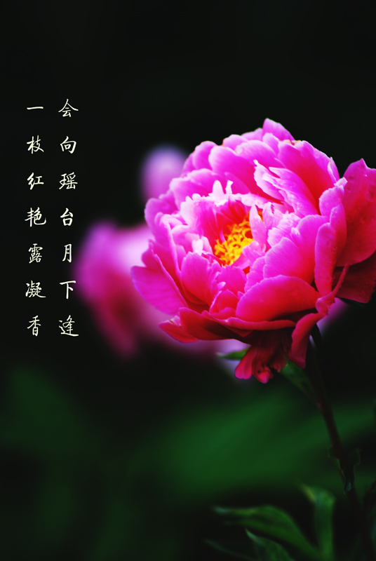 一枝红艳