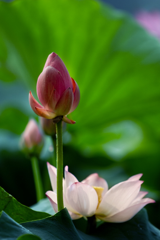 夏日荷花