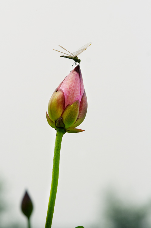 夏日荷花