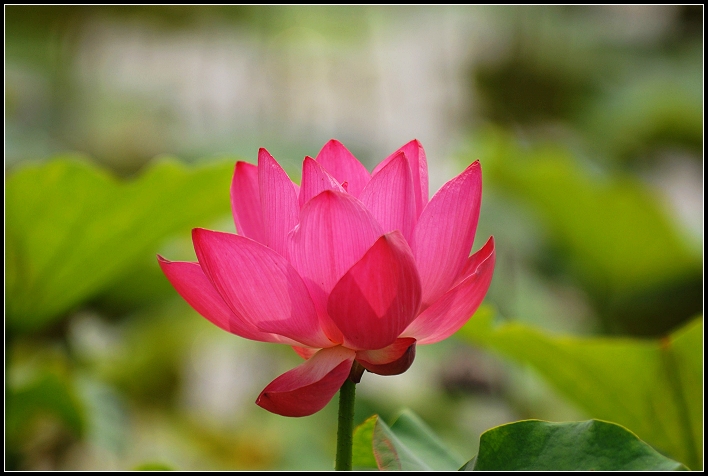 濮上园荷花才露芳容