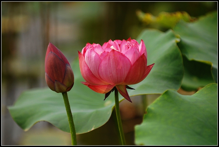 濮上园荷花才露芳容