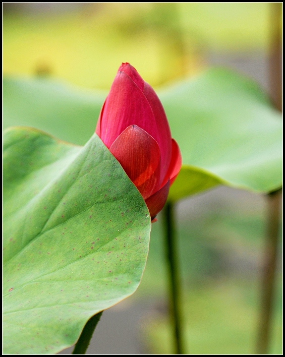 濮上园荷花才露芳容
