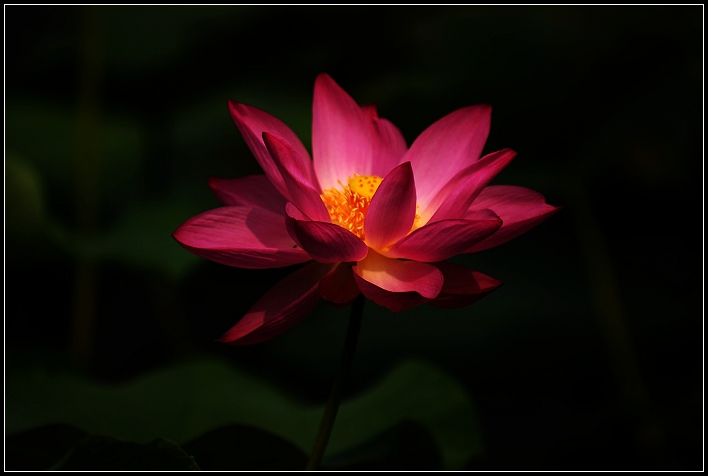 濮上园荷花才露芳容