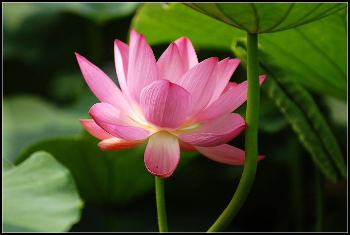 濮上园荷花才露芳容