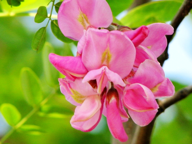 槐花