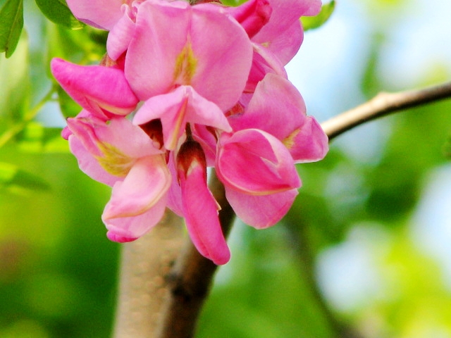 槐花