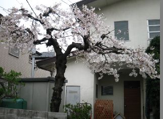 日本风情