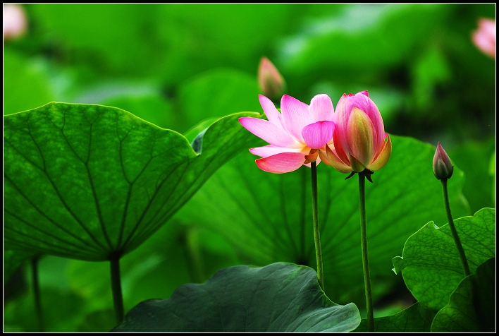桓台马踏湖荷花