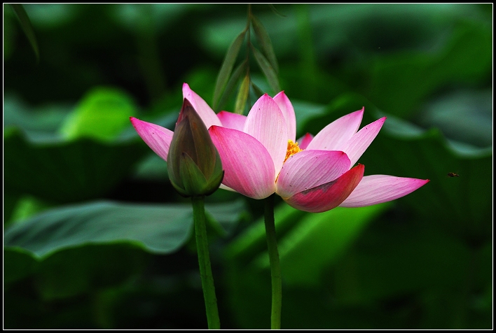桓台马踏湖荷花