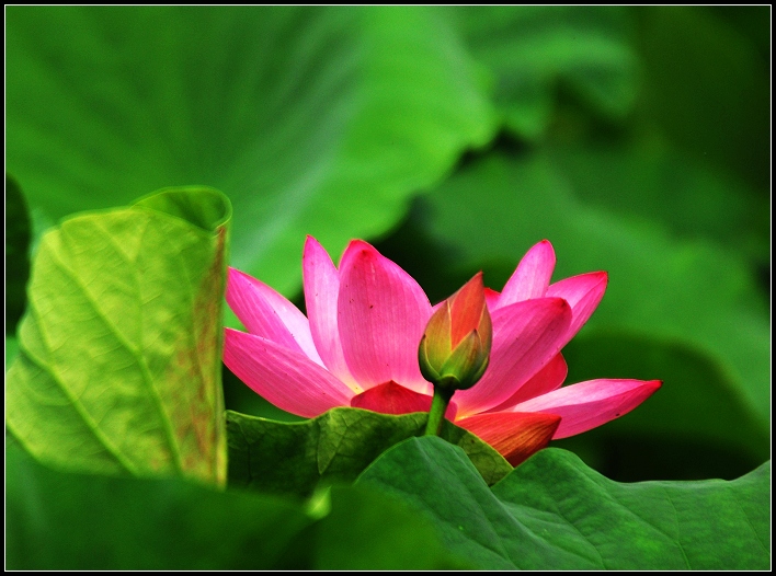 桓台马踏湖荷花