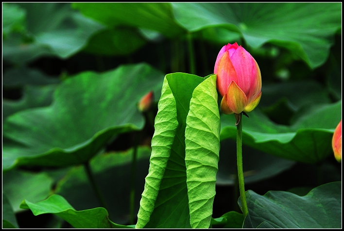 桓台马踏湖荷花